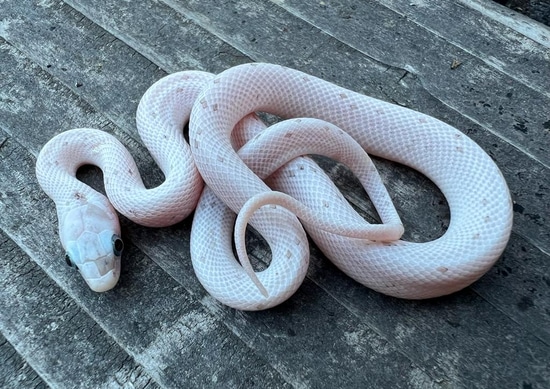 Palmetto Corn Snake by Brad's World Reptiles