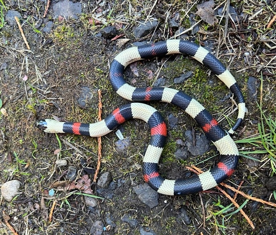 Pueblan Milksnake Pueblan Milk Snake by Brad's World Reptiles