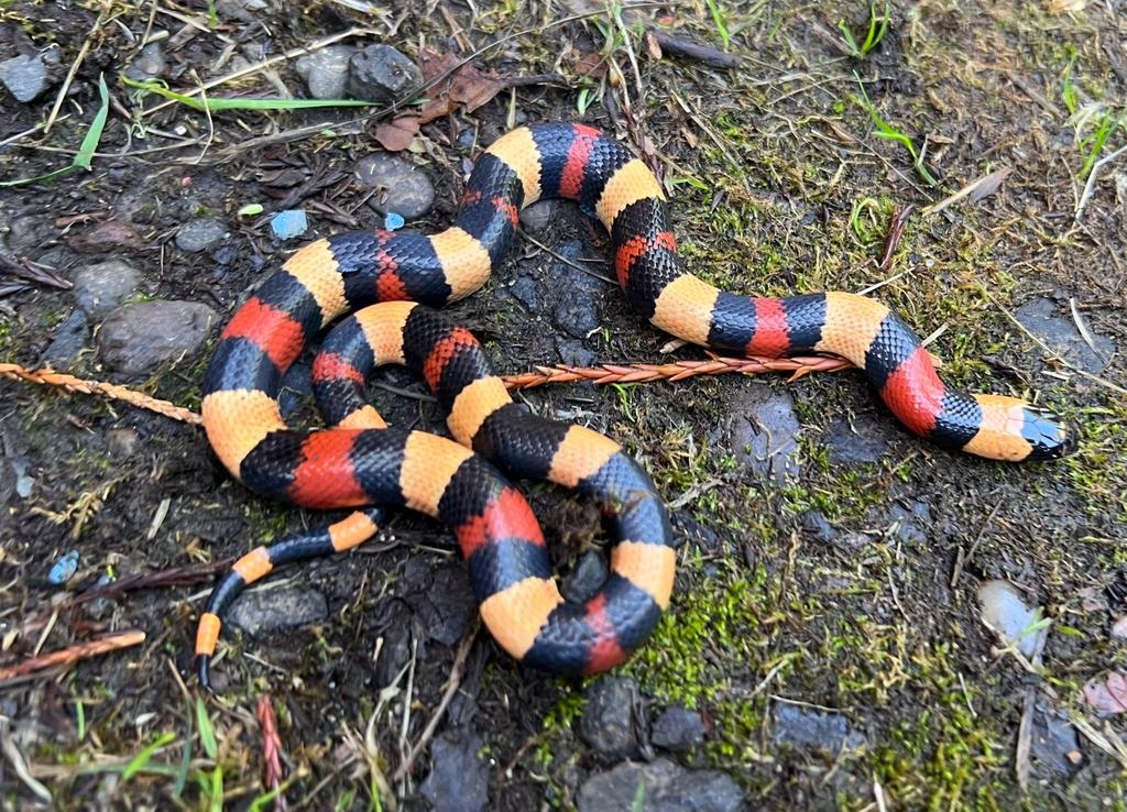 Pueblan Milksnake Pueblan Milk Snake by Brad's World Reptiles - MorphMarket