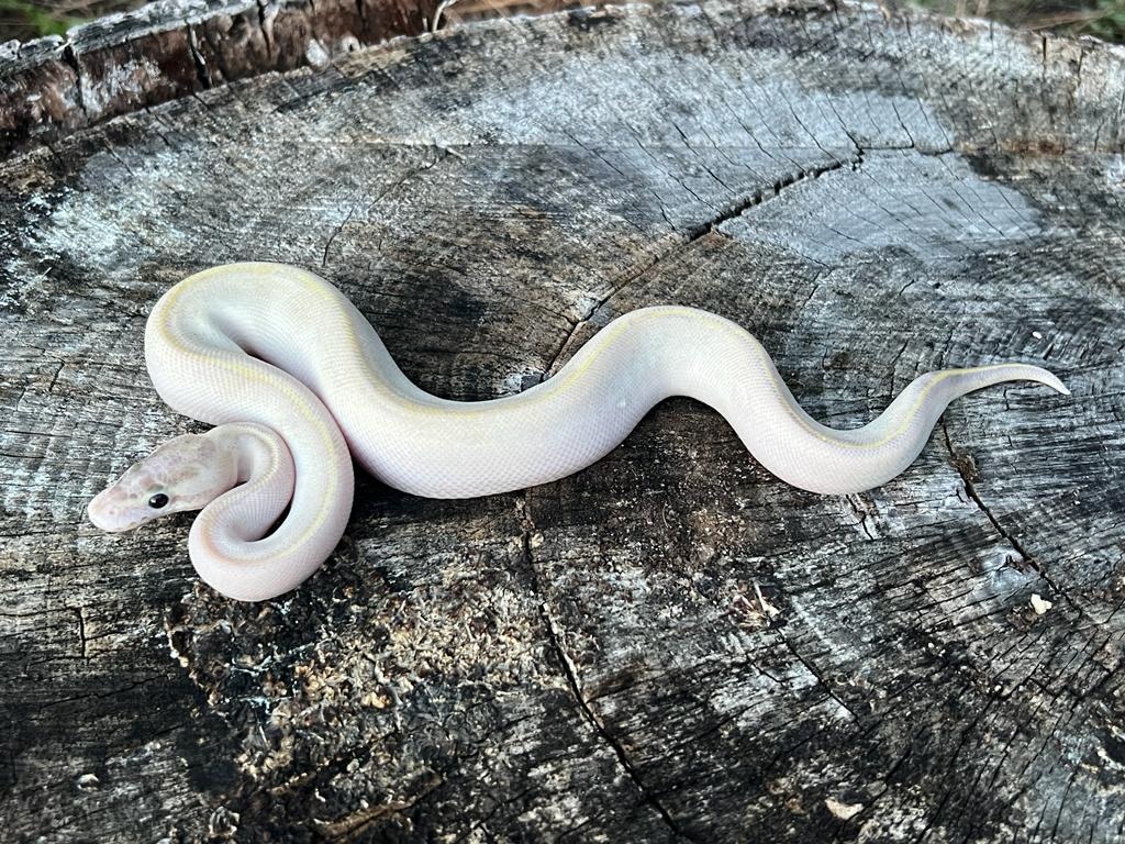 Ivory Ball Python by Brad's World Reptiles - MorphMarket