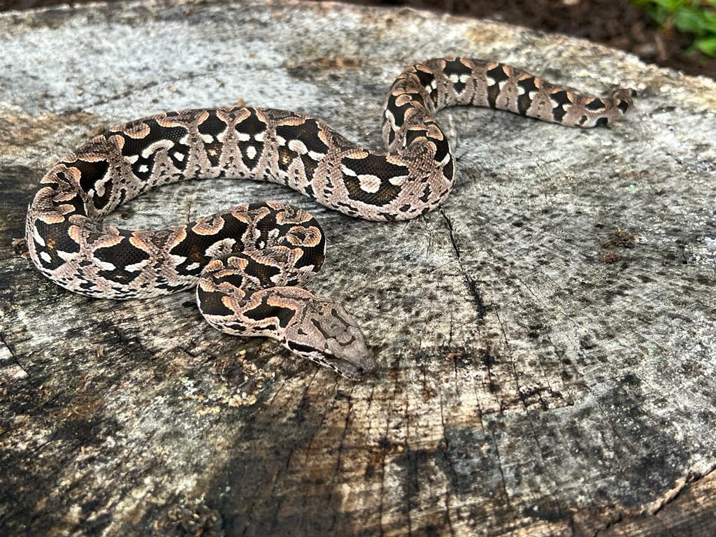 Dumeril Boa Dumeril's Boa by Brad's World Reptiles - MorphMarket