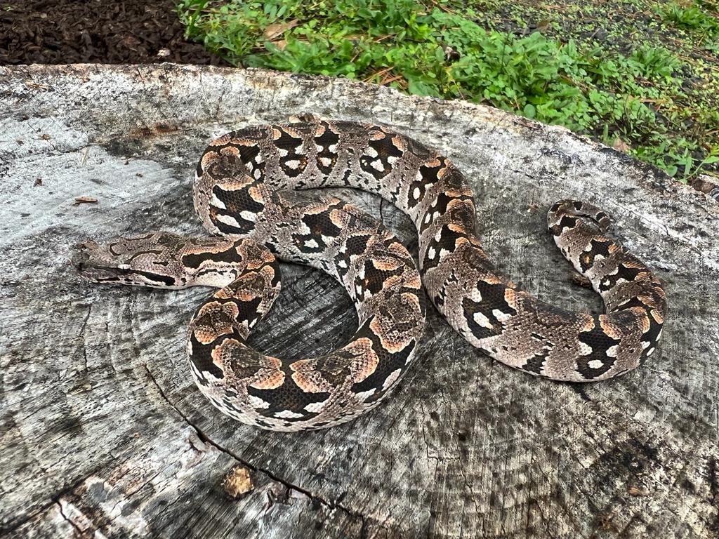 Dumeril Boa Dumeril's Boa by Brad's World Reptiles - MorphMarket