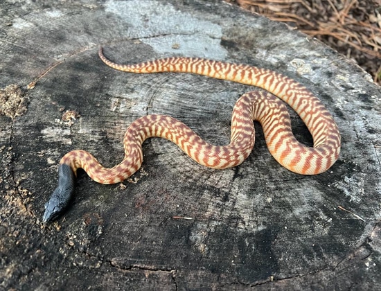 Black-Headed Python by Brad's World Reptiles