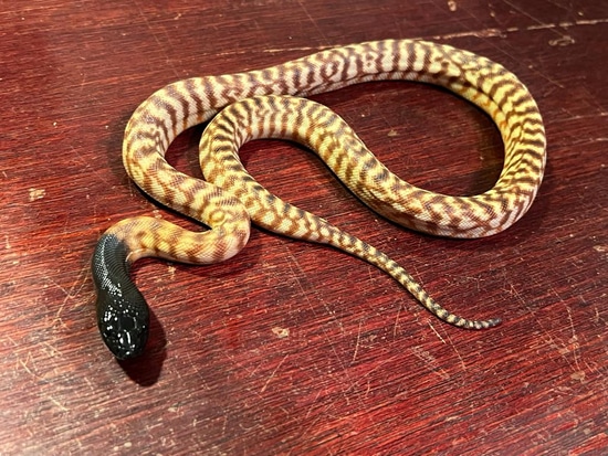 Black-Headed Pythons by Brad's World Reptiles