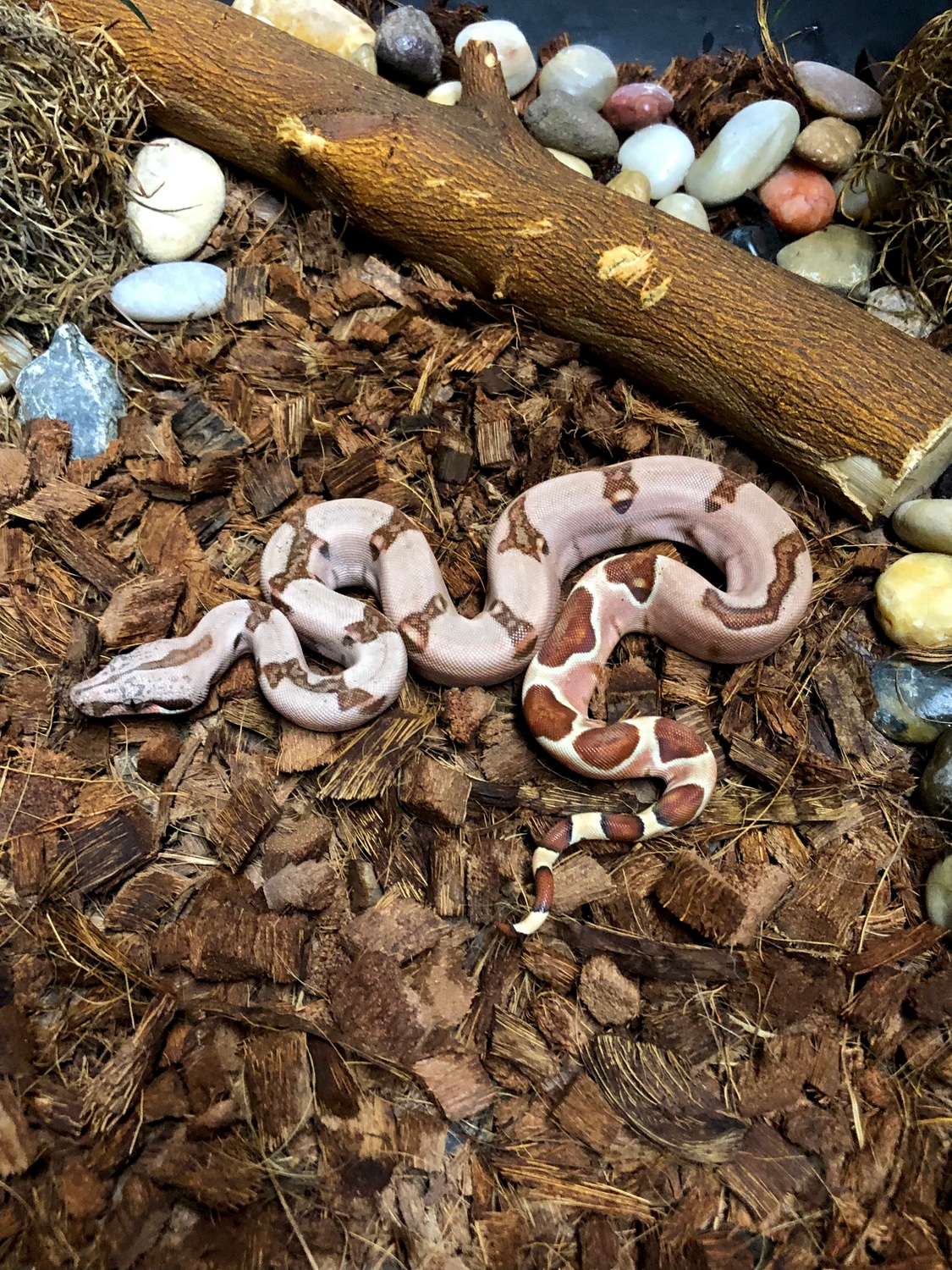 RedRum Summit Hypo Jungle Ph VPI Boa Constrictor by Brad Sherman