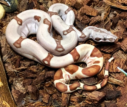 RedRum Summit Hypo Jungle Boa Constrictor by Brad Sherman - MorphMarket