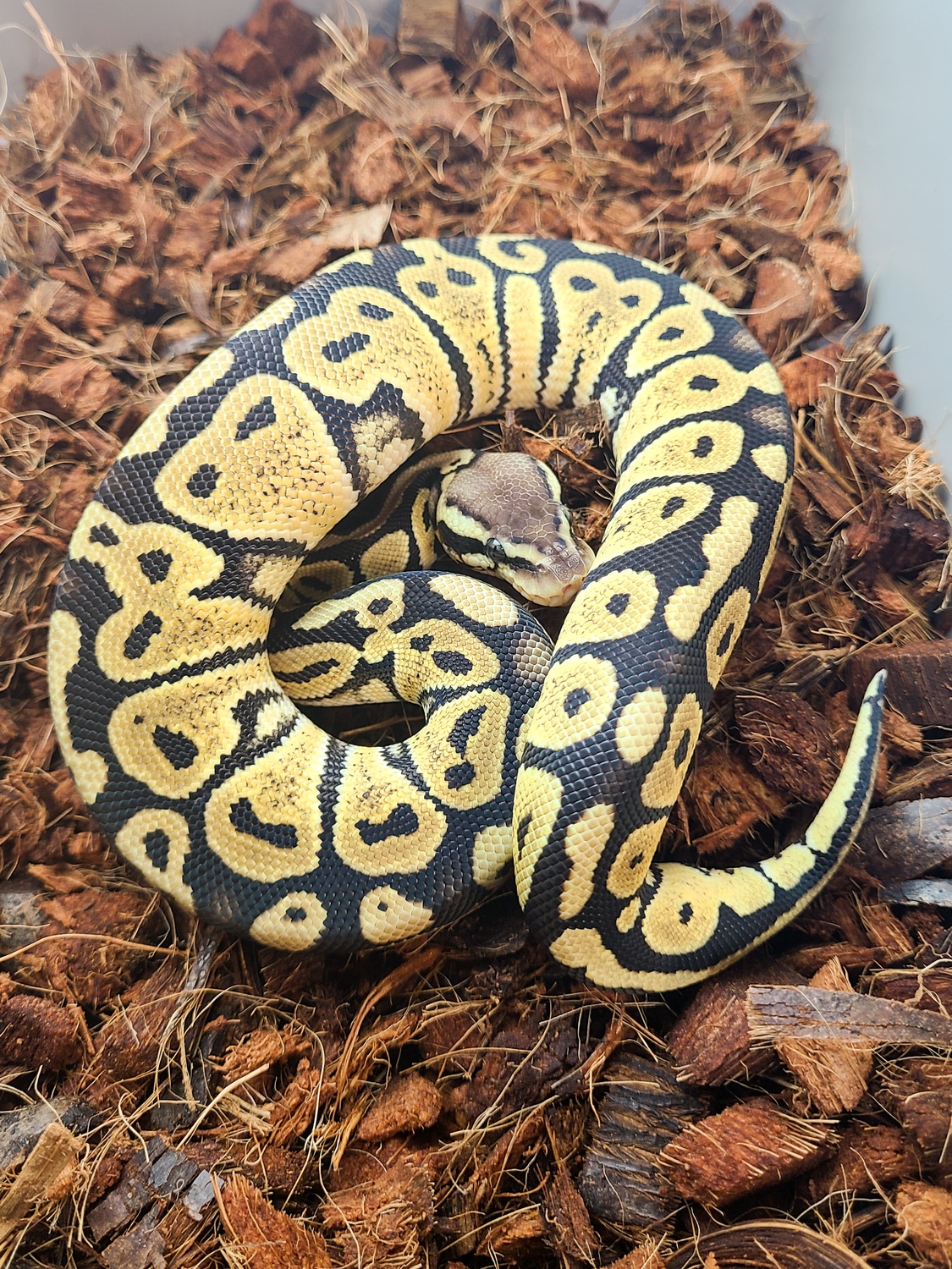 Pastel Het Red Axanthic 50% Het Pied Ball Python by Brain Child ...