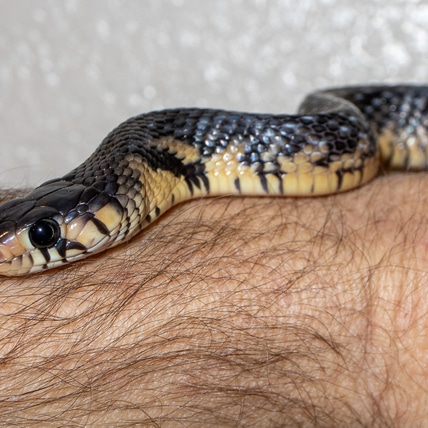 Brakes For Snakes - MorphMarket