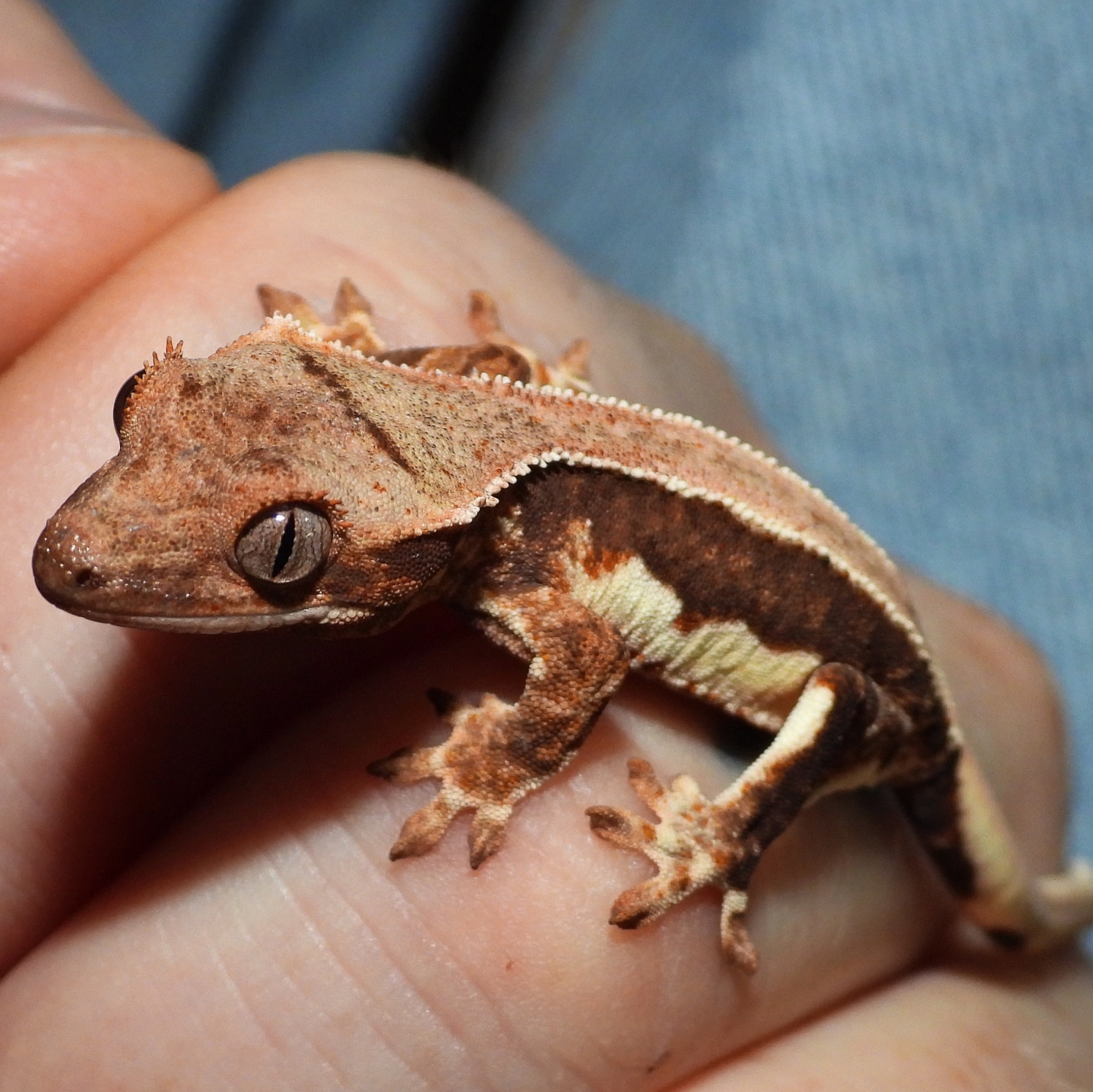 Lilly White Dalmatian Crested Gecko by B&A's Reptile Emporium MorphMarket