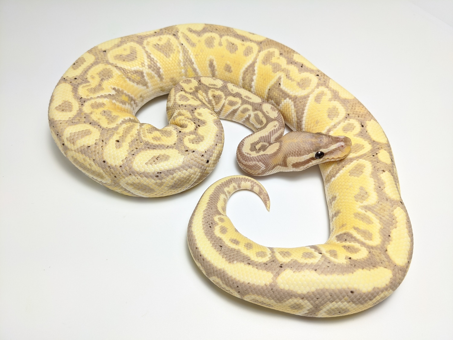 Banana Hurricane 100 Het Clown Ball Python by Texas Scale Exotics