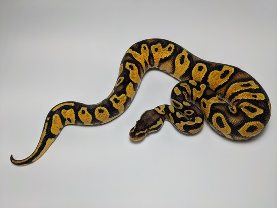 Goblin Ball Python Morph Pastel Vanilla Goblin Ball Python by Texas Scale
