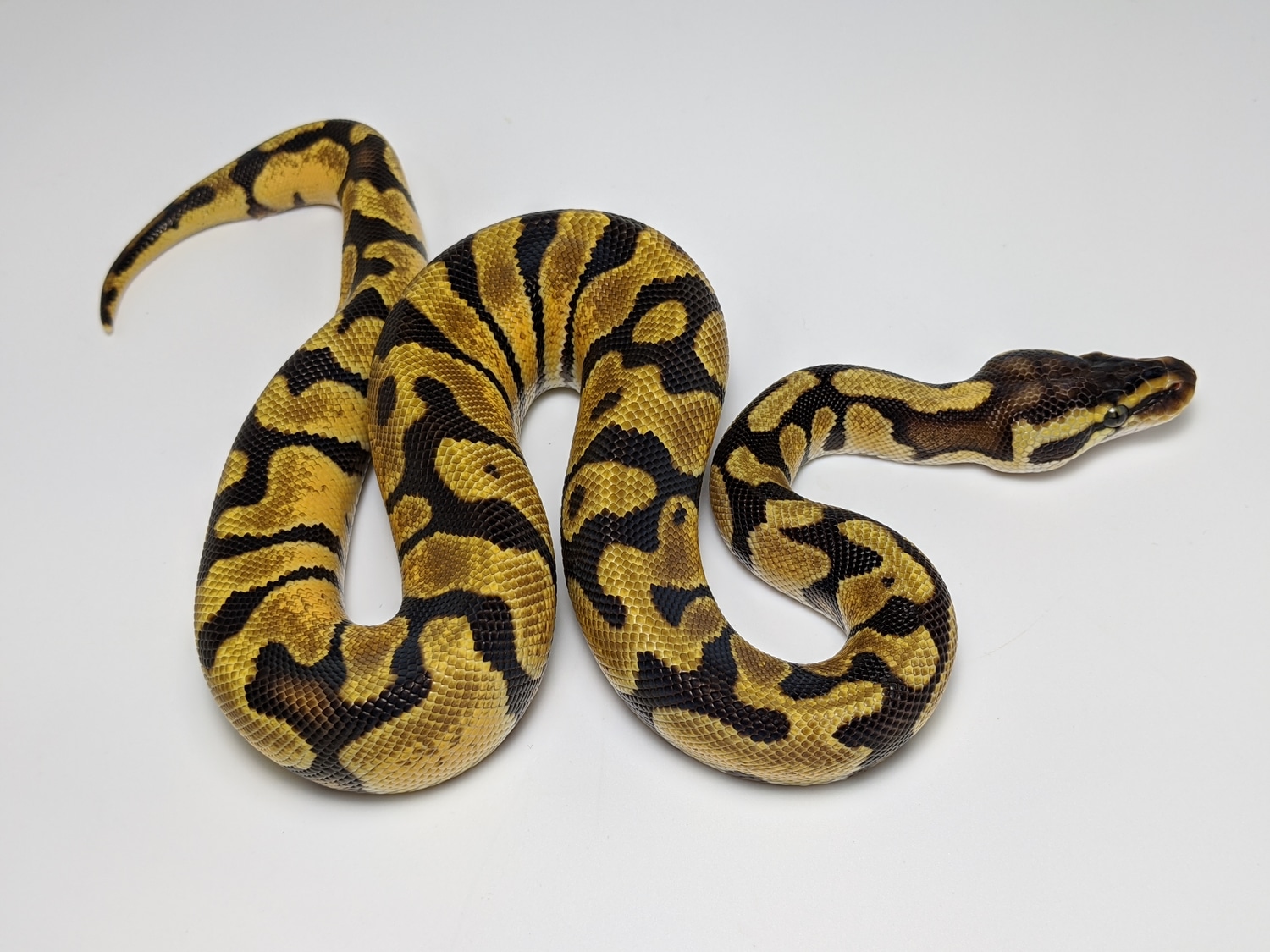 Pastel Enchi Ball Python by Texas Scale Exotics MorphMarket