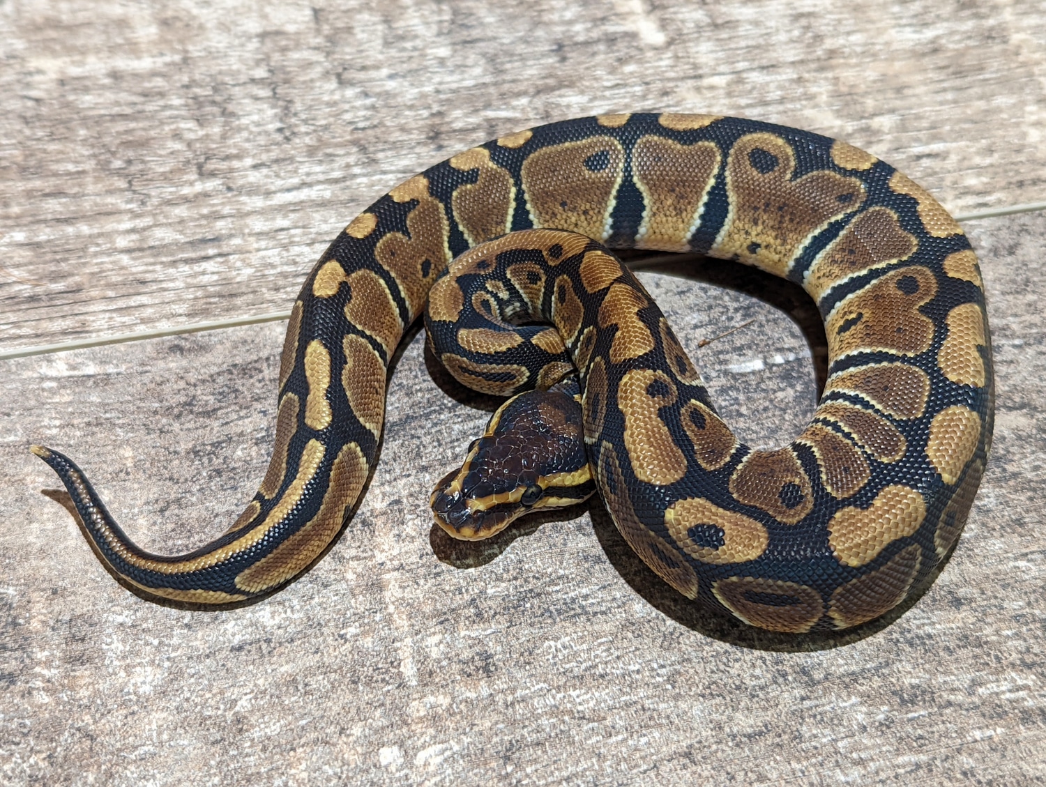 100% Het Desert Ghost 66% Het Clown Ball Python by Texas Scale ...
