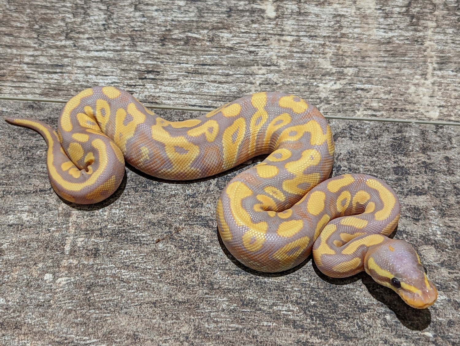 Banana Phantom Yellowbelly Or Gravel Ball Python by Texas Scale