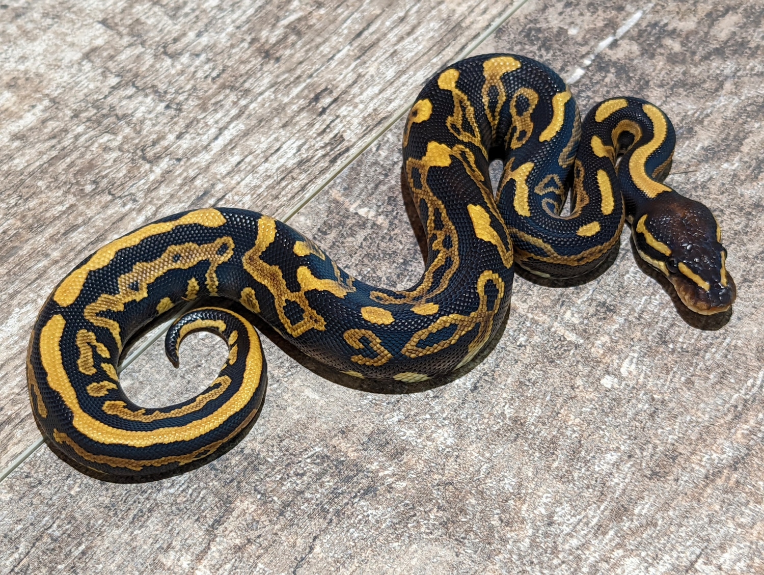 Phantom Leopard Goblin Ball Python by Texas Scale - MorphMarket