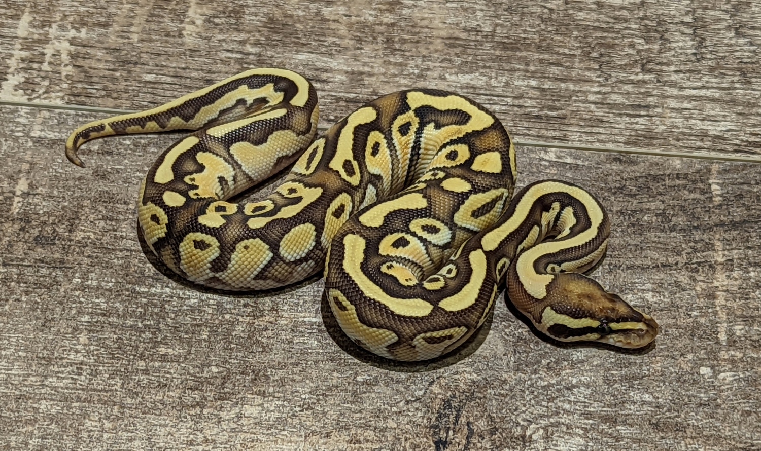 Orange Dream Lesser Fire Ball Python by Texas Scale - MorphMarket