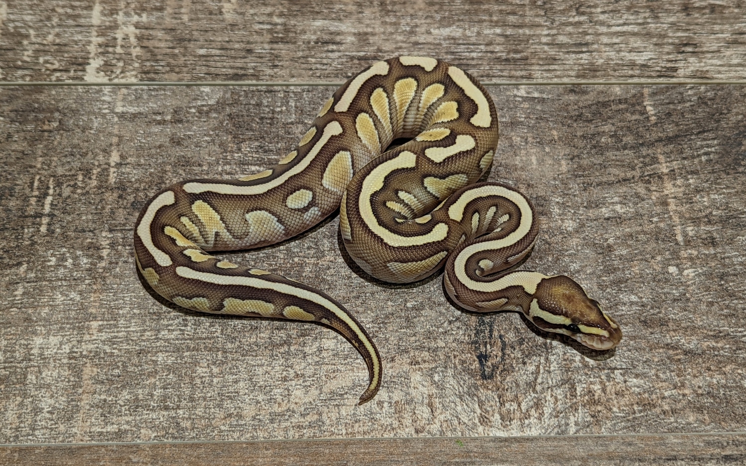 Lesser Fire Ball Python by Texas Scale - MorphMarket