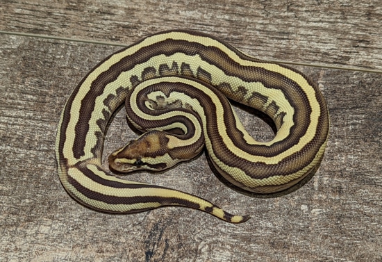 OD Leopard Lesser Fire Ball Python by Texas Scale