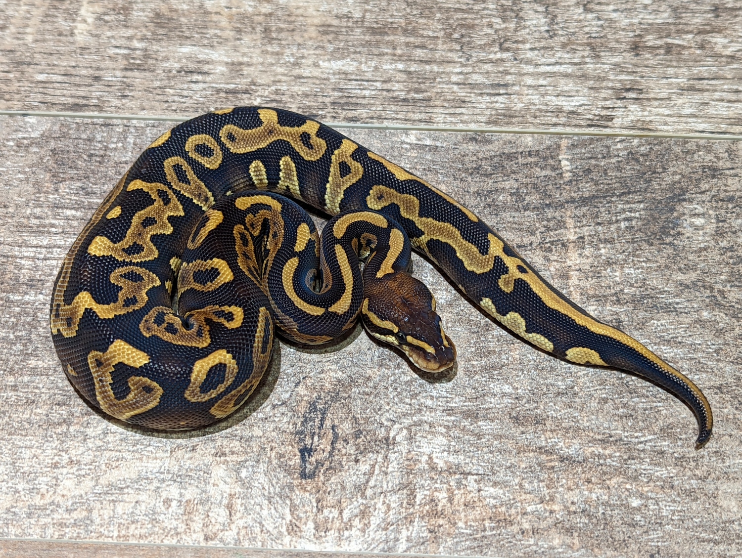 Phantom Leopard Goblin Ball Python by Texas Scale Exotics - MorphMarket
