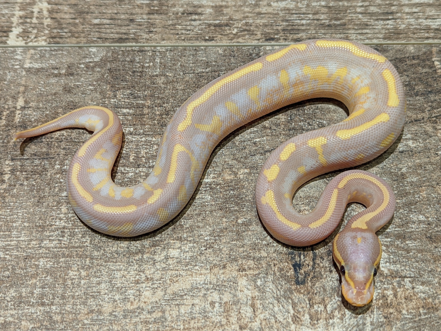 Banana Super Gravel Ball Python by Texas Scale Exotics MorphMarket