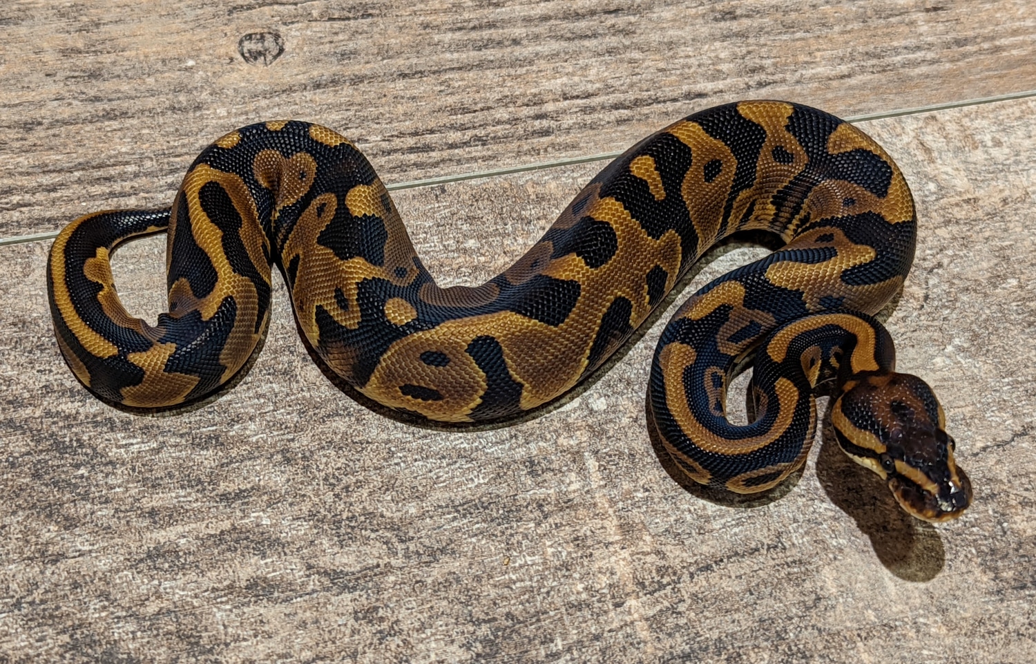 Leopard Ball Python by Texas Scale - MorphMarket