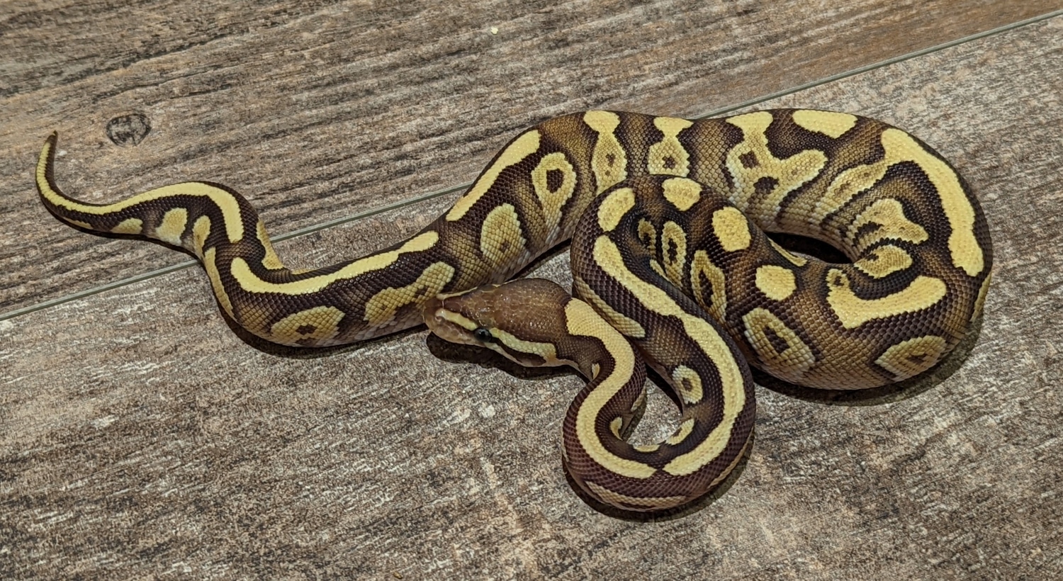 Orange Dream Fire Mojave Ball Python by Texas Scale Exotics - MorphMarket
