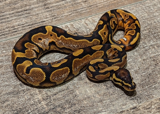 Sugaer Ball Python Sugar Ball Python by Texas Scale