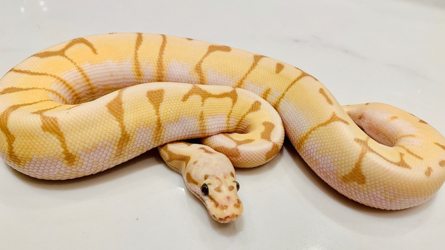 Banana Spider Ball Python by BrandonJames Ball Pythons MorphMarket