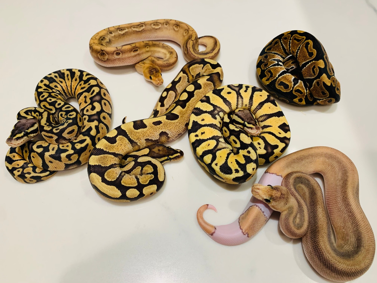 Group Ball Python by BrandonJames Ball Pythons - MorphMarket