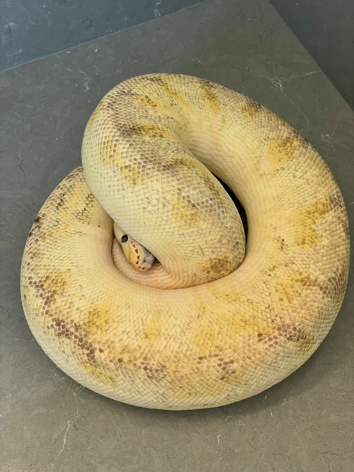 Pastel Champagne Ball Python by BrandonJames Ball Pythons - MorphMarket