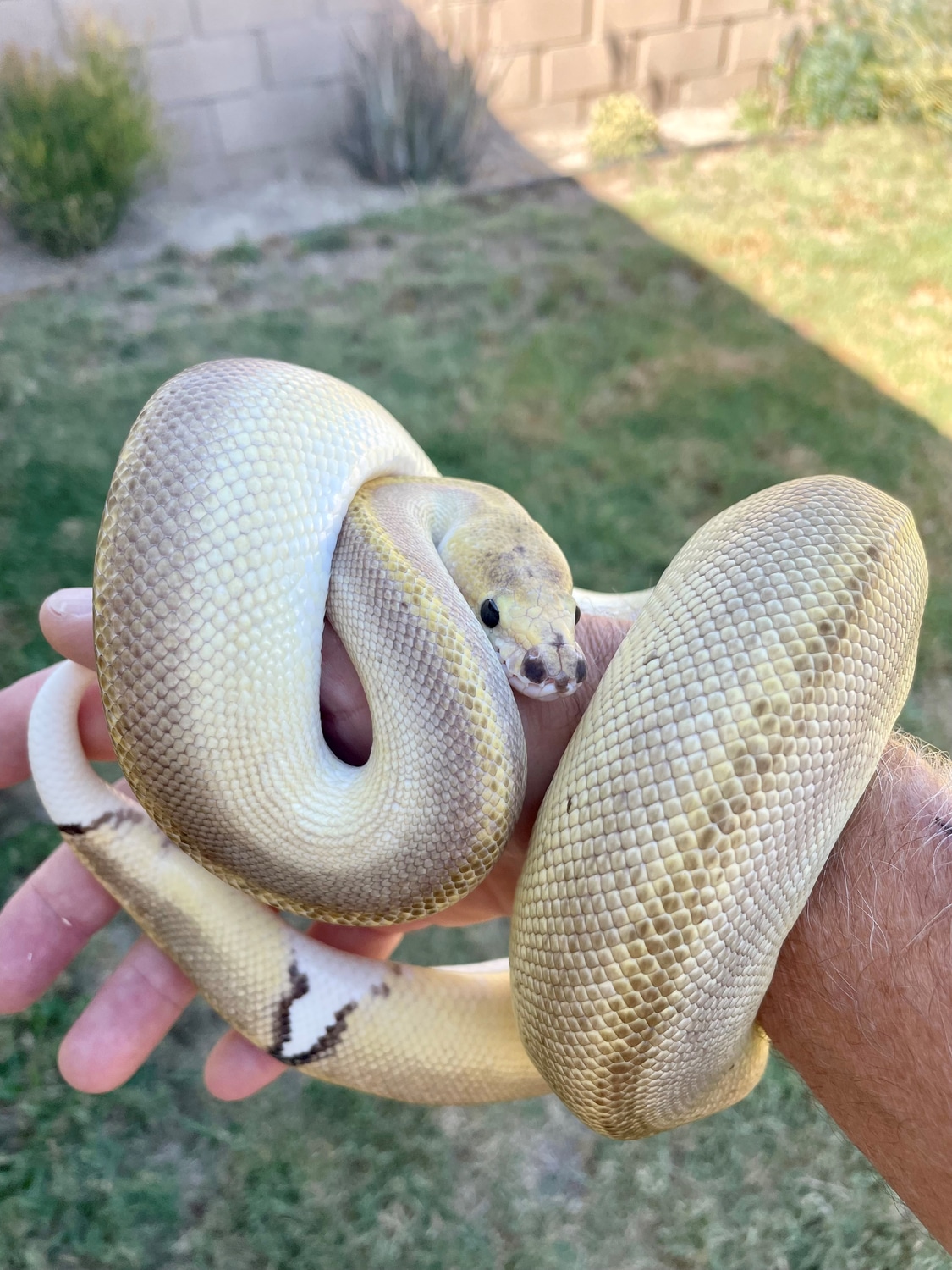 Pewter Champagne Ball Python by BrandonJames Ball Pythons - MorphMarket