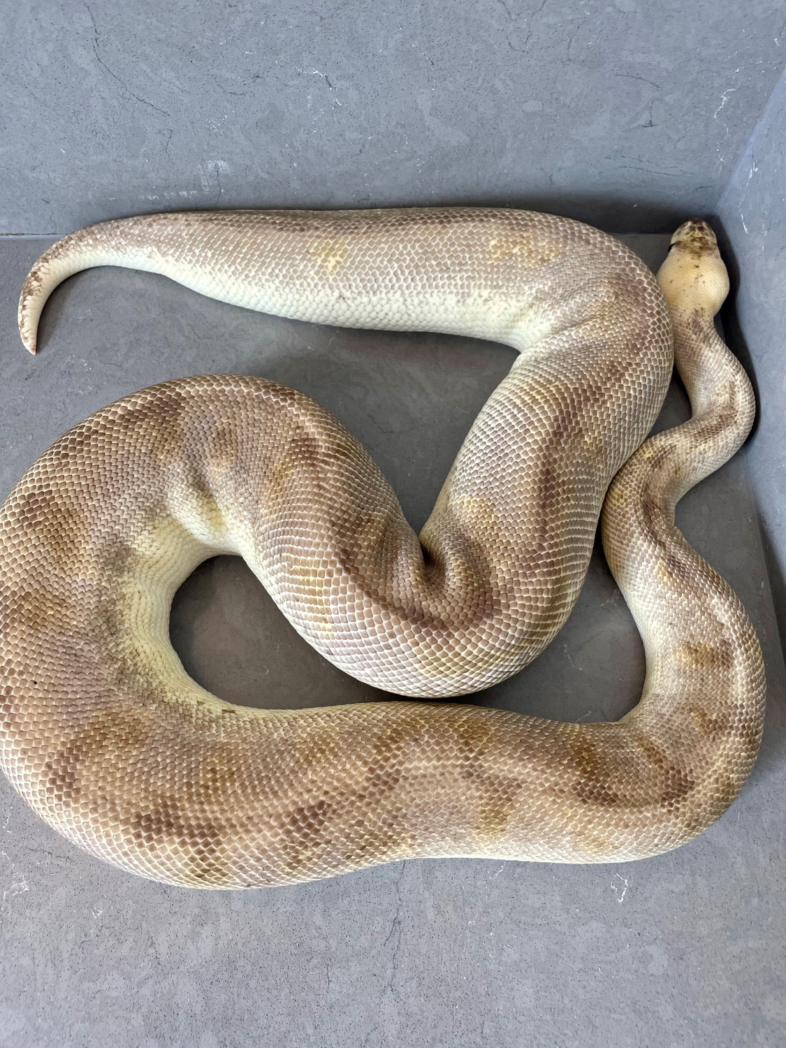 Pastel Champagne Ball Python by BrandonJames Ball Pythons - MorphMarket