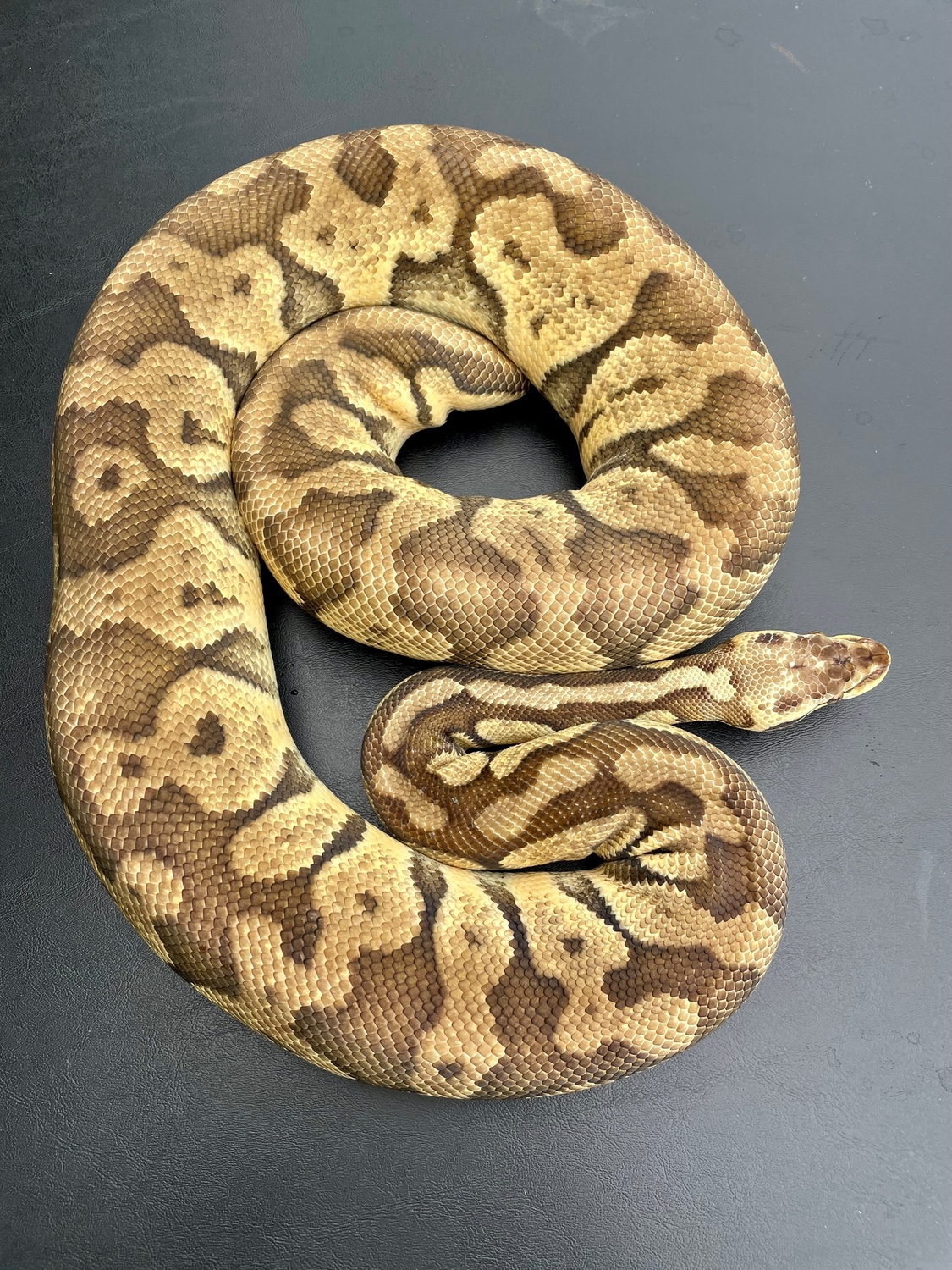 Super Pastel Ball Python by BrandonJames Ball Pythons - MorphMarket