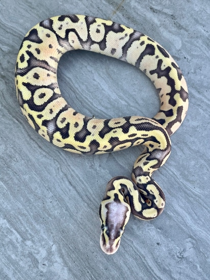 Super Pastel Fire Ball Python by BrandonJames Ball Pythons