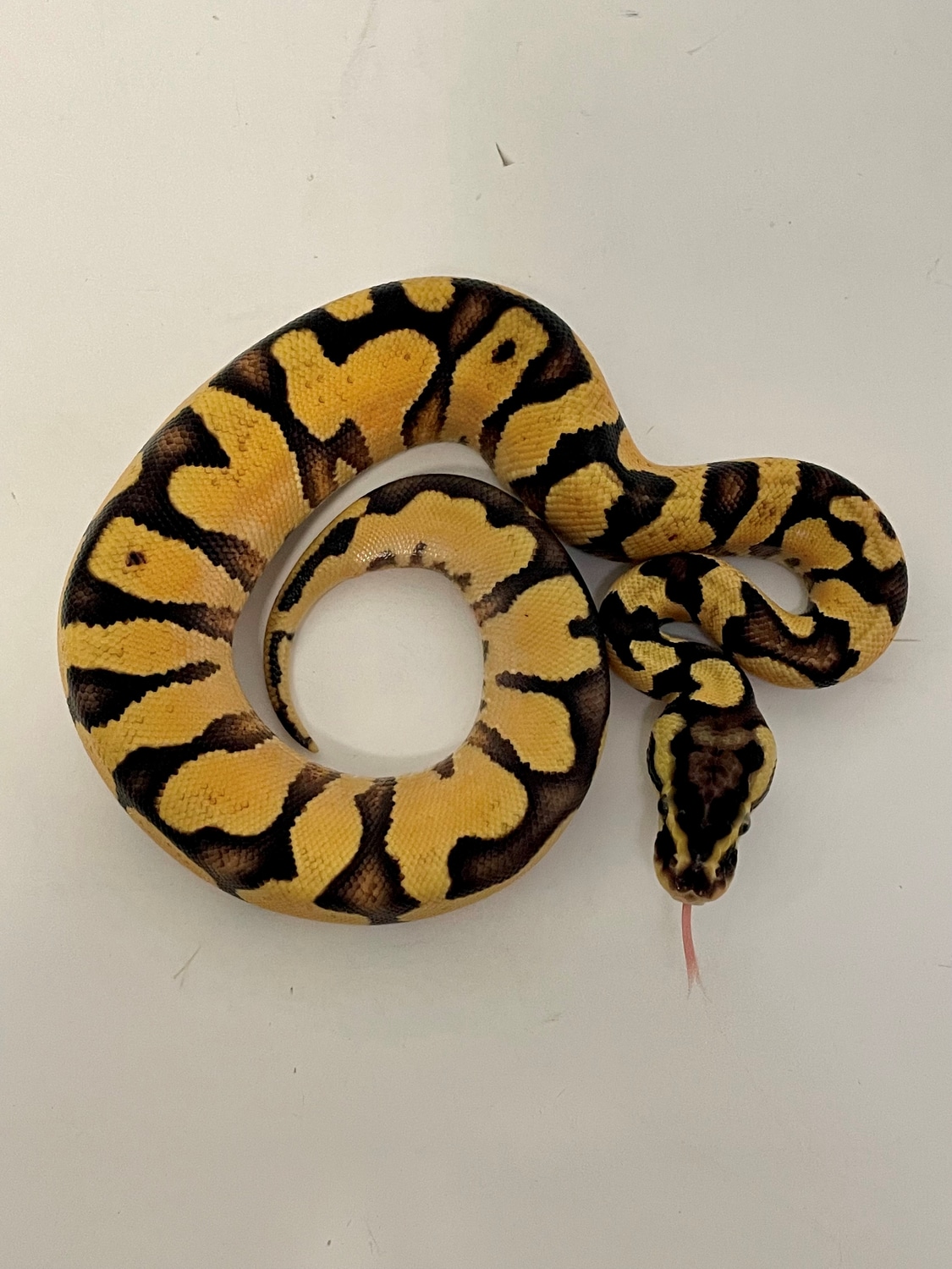 Pastel Enchi Yellow Belly Ball Python by BrandonJames Ball Pythons