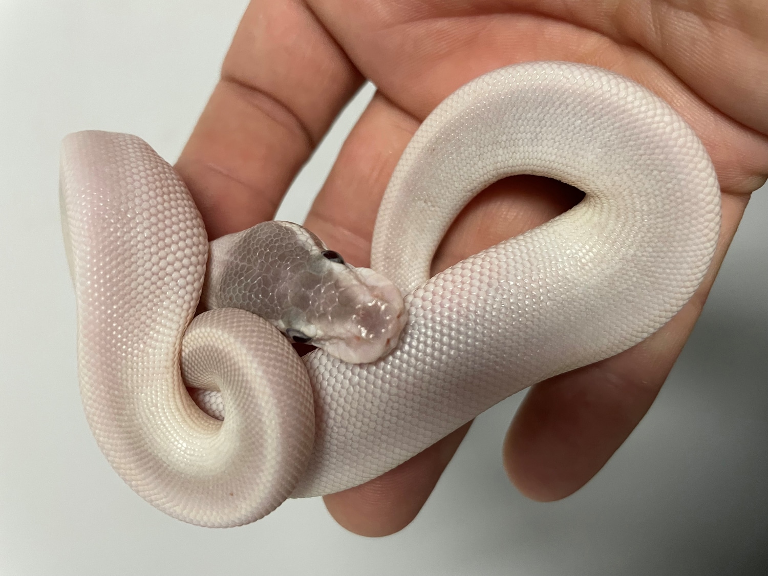 Blue Eyed Lucy Poss Ghi Ball Python by BrandonJames Ball Pythons ...