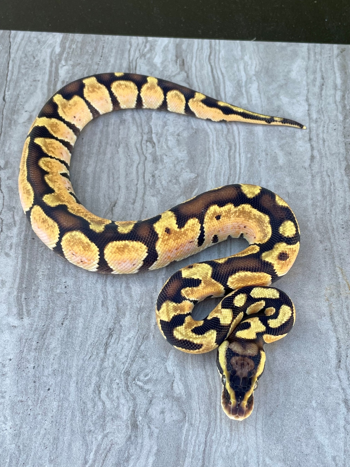 Pastel Enchi Poss Het Ghost 84g Ball Python By BrandonJames Ball 