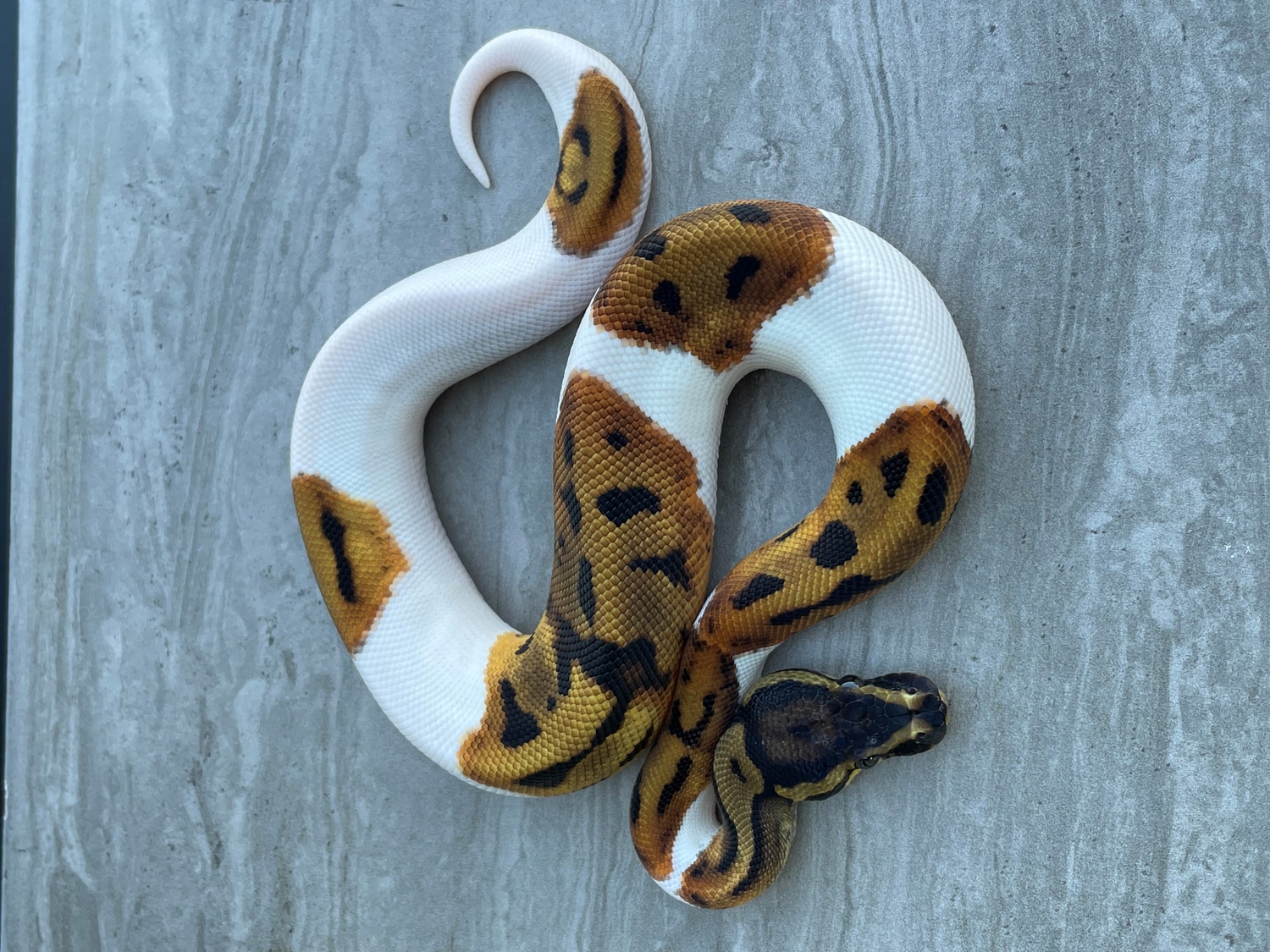 Orange Dream Pied Ball Python by BrandonJames Ball Pythons - MorphMarket