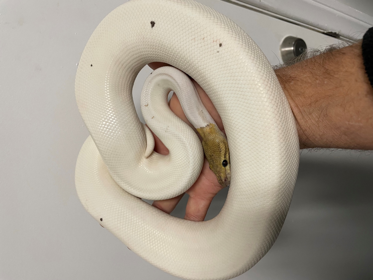 Cinnamon Fire Pied Ball Python by BrandonJames Ball Pythons - MorphMarket
