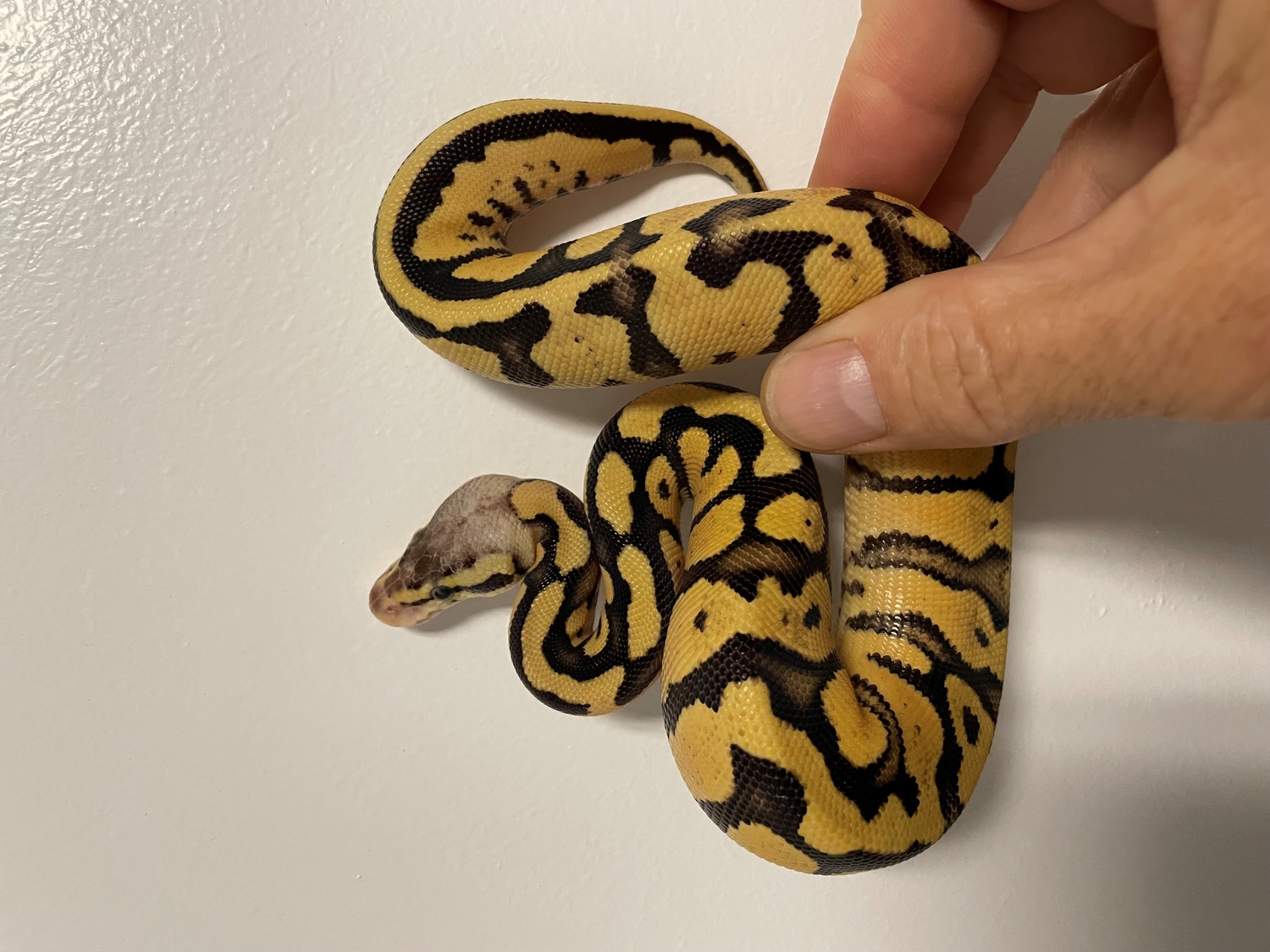 Pastel Fire Ball Python by BrandonJames Ball Pythons - MorphMarket