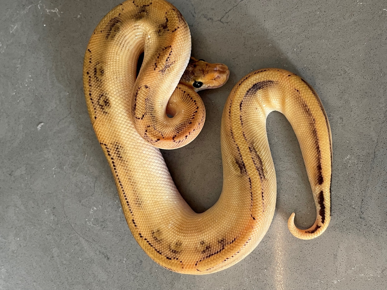 Champagne Ball Python by BrandonJames Ball Pythons - MorphMarket