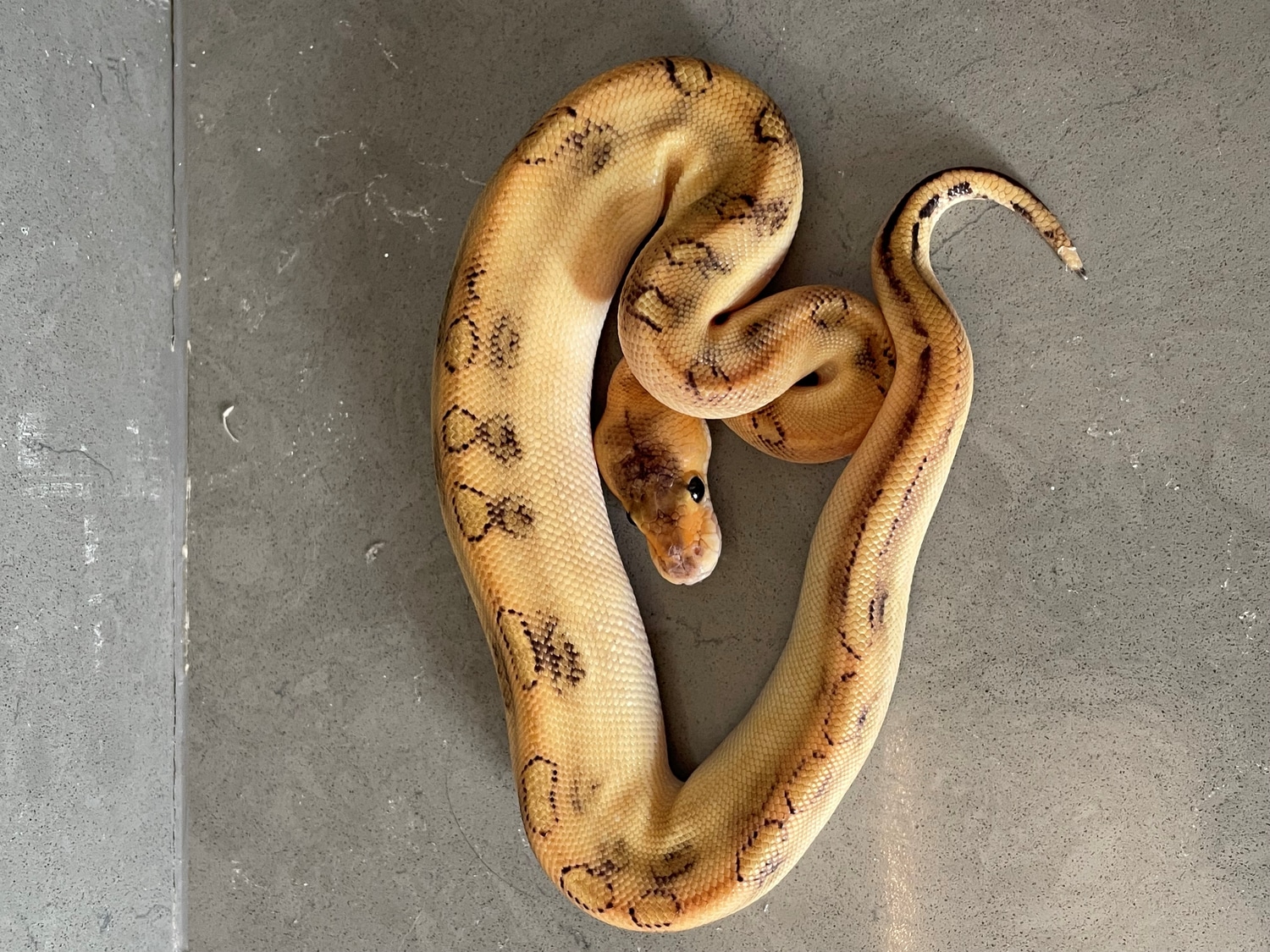 Champagne Ball Python by BrandonJames Ball Pythons - MorphMarket