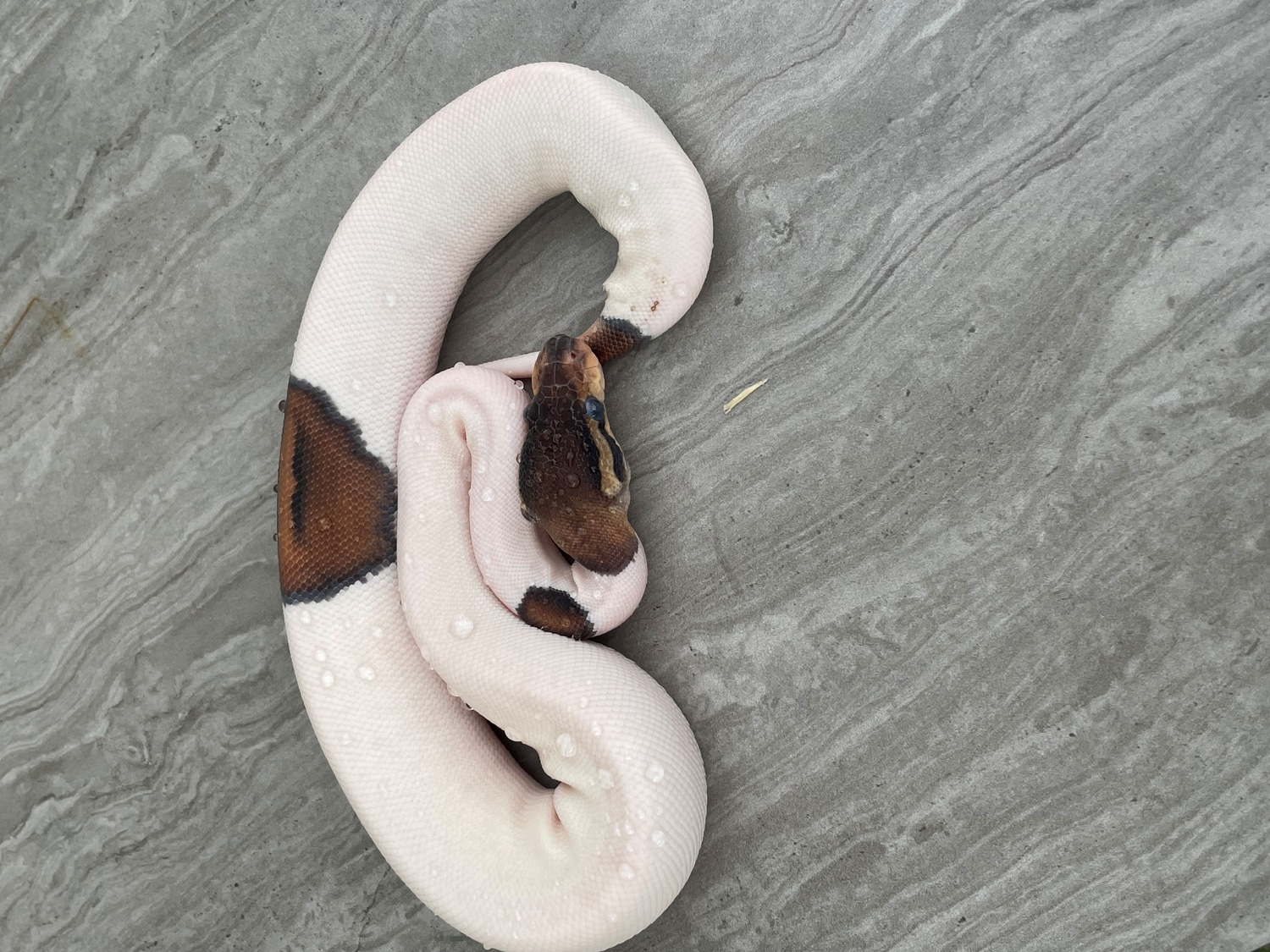Cinnamon Pied Ball Python by BrandonJames Ball Pythons - MorphMarket