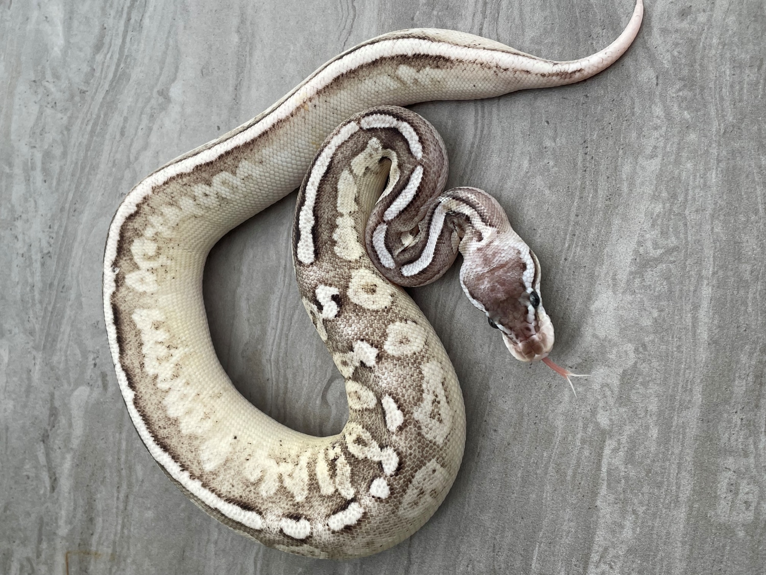 Super Pastel Fire Calico Cinnamon Spotnose Ball Python by BrandonJames ...