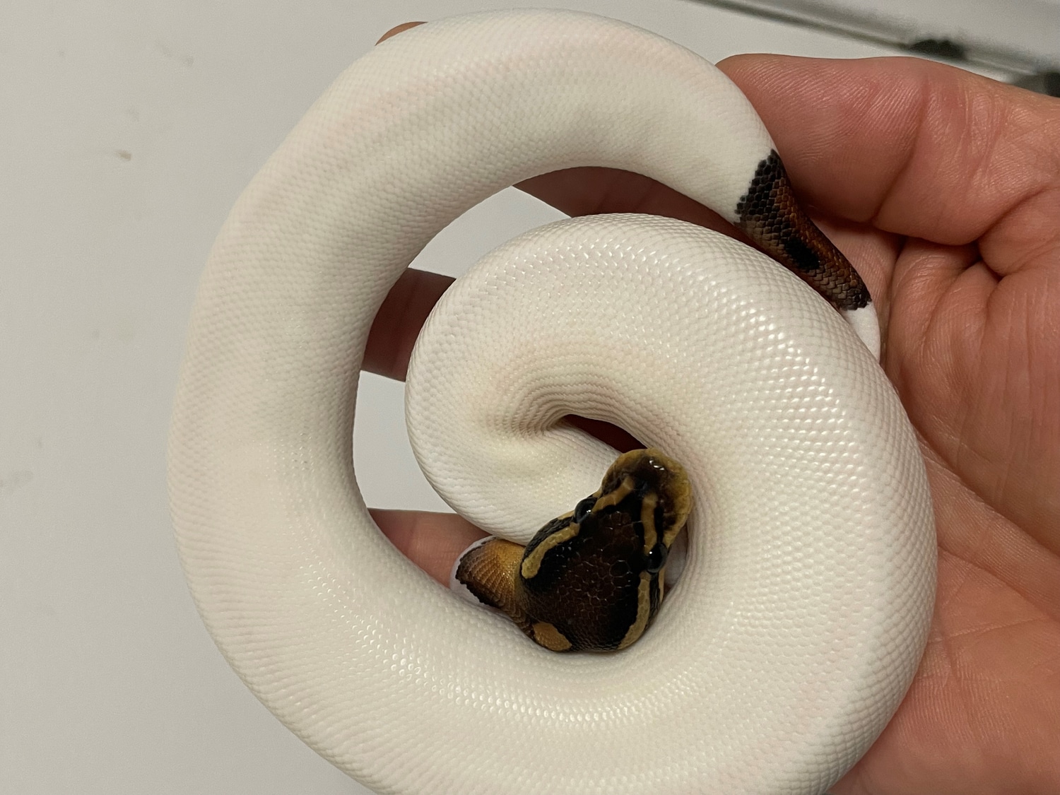 Cinnamon Pied Ball Python by BrandonJames Ball Pythons - MorphMarket