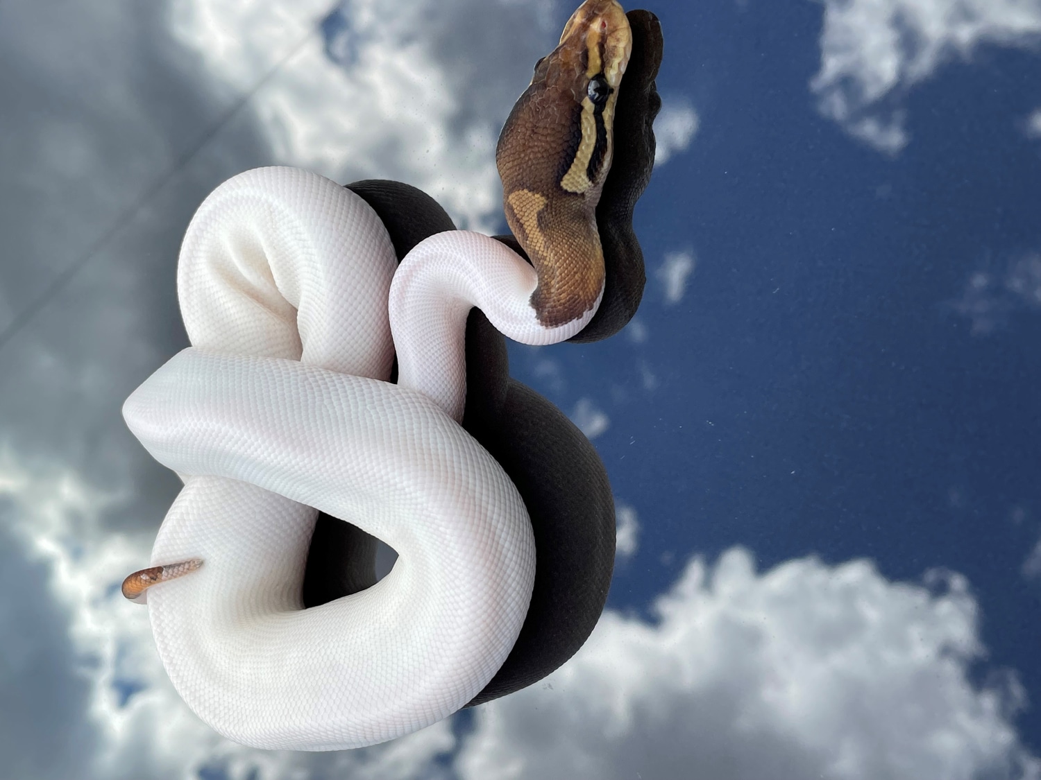 Cinnamon Pied Ball Python by BrandonJames Ball Pythons - MorphMarket