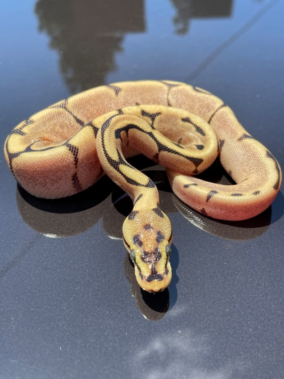 Spider Fire Het Pied Ball Python by BrandonJames Ball Pythons