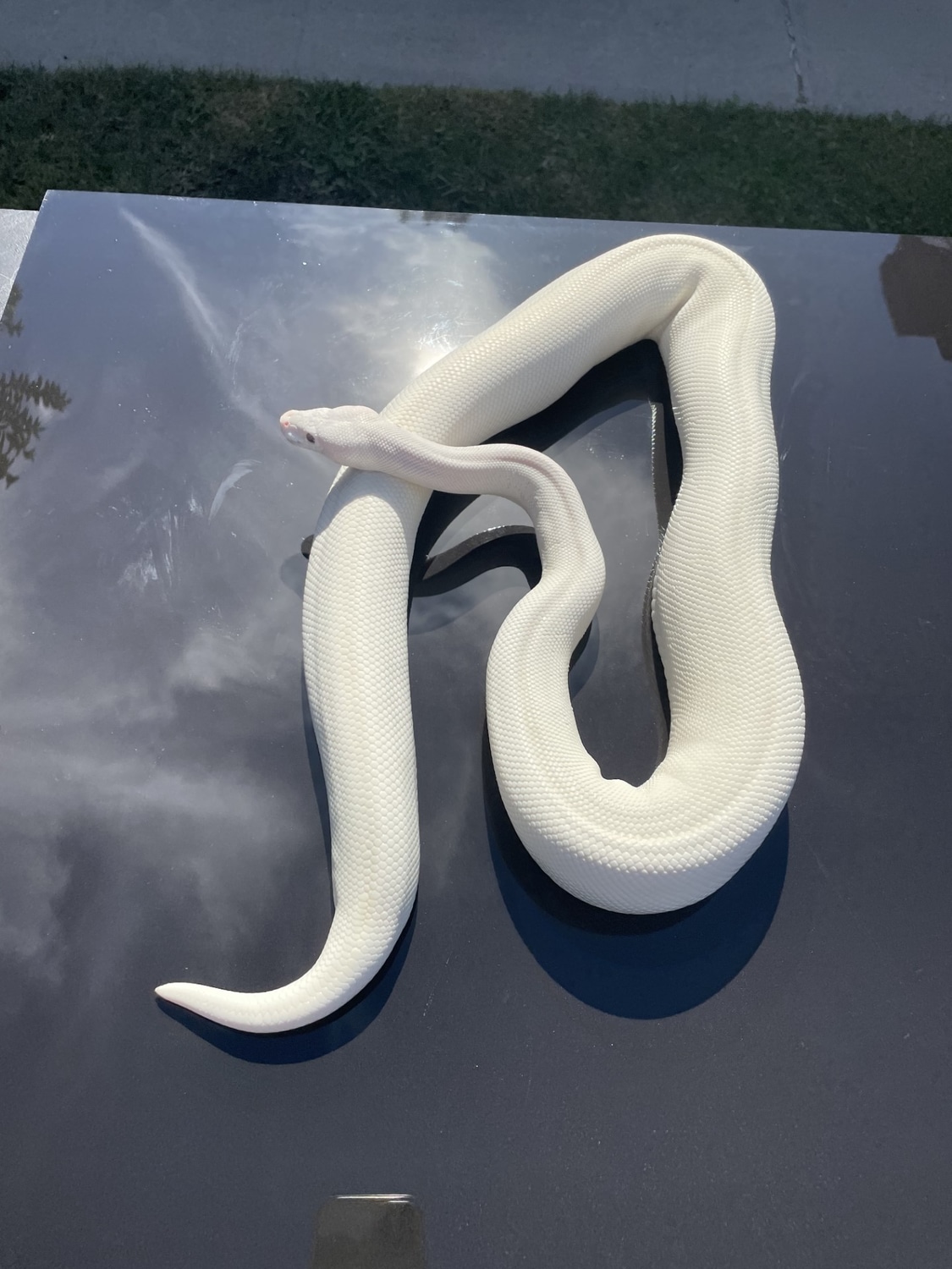 Blue Eyed Lucy 2000g Ball Python by BrandonJames Ball Pythons - MorphMarket