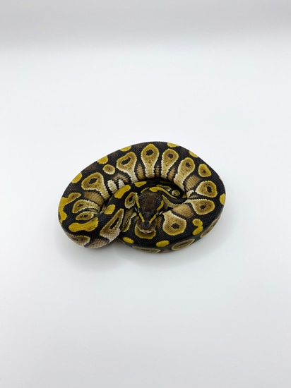 Mojave Ball Python by Outer World Exotics