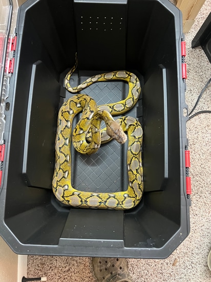 Sunfire Pos Het Anery Reticulated Python by Simpsonâs Serpents